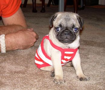 pug.jpg